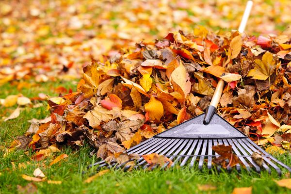Cost of Leaves Removal in Easton