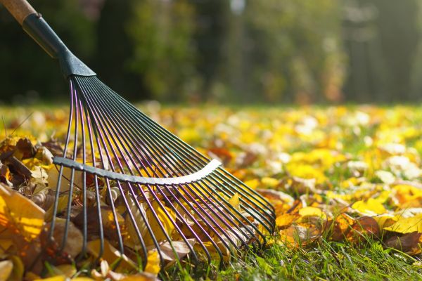 Cost of Leaf Raking Service in Easton