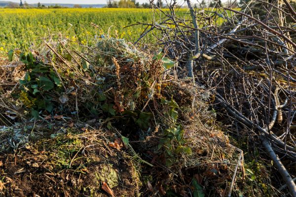 Cost of Brush Disposal in Easton
