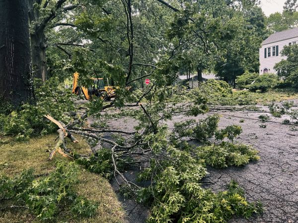 Cost of Tree Branch Disposal in Easton