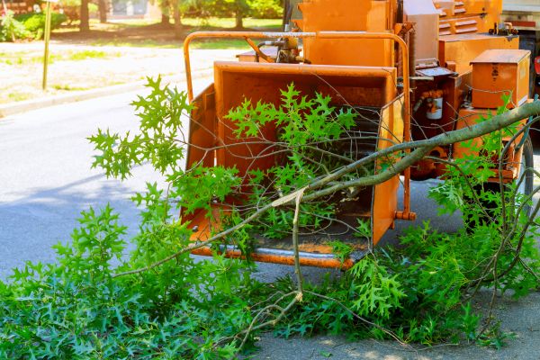 Cost of Tree Branches Removal in Easton