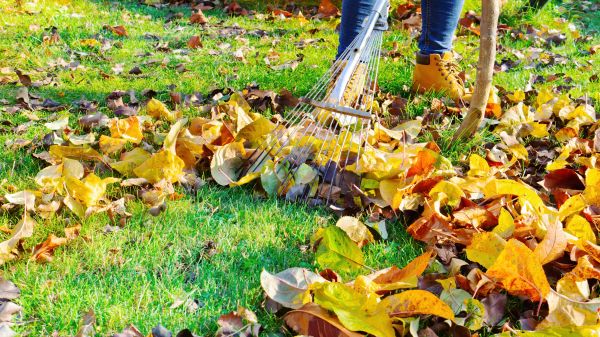 Cost of Lawn Cleanup Service in Easton